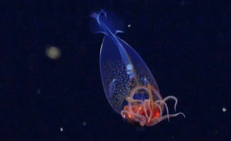 وبلاگ یوکا - colossal squid 910x600.jpg